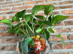 -红砖房乡村餐厅(海景店)