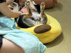-逗柴咖啡屋·狗咖猫咖宠物桌游