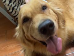 -千城康桥宠物医院·猫科·骨科·心脏