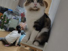 -1013 PET SHOP精品宠物商店(丁香店)