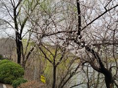 -金龙寺国家森林公园