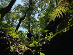 -南山植物园
