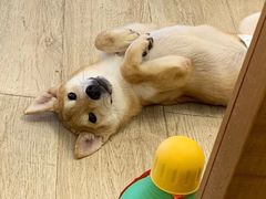 -豆柴町-柴犬主题狗咖(红鼎国际C座店)