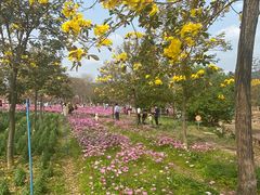 -天适樱花悠乐园