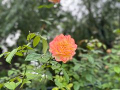 -Jamaicablue Coffeeshop(中央广场店)