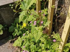 -石井坡(地铁站)