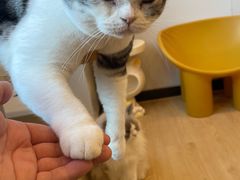 -有喵·猫咖·狗咖·30几只猫10只小狗(岗厦店)