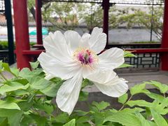 -菖蒲河公园