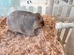 -怪兽屋·羊驼·猫咖·狗咖(俊华广场店)