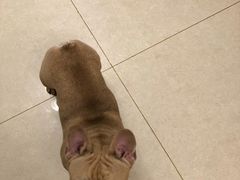 -喜多萌中农锦绣动物医院24H·猫科·牙科MRI·CT