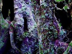 -热带雨林自然公园