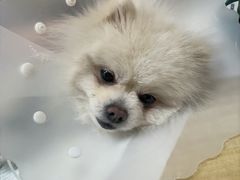 -北京观赏动物医院·24小时大型综合·猫专科·异宠专科