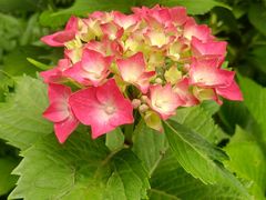 -西湖风景区-江洋畈生态公园