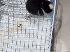 -怪兽屋·羊驼·猫咖·狗咖(俊华广场店)