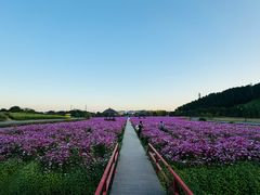 -径山花海