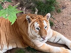 -西霞口神雕山野生动物世界