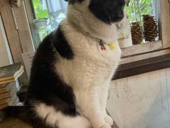 -海边的猫和咖啡馆