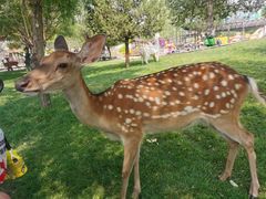 -北京鹿世界主题园