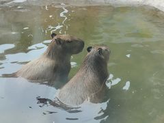 -廊坊固安福朋喜来登酒店