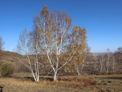 -塞罕坝国家级自然保护区