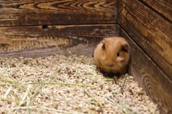 -酷嗒动物文化乐园(cutezoo西溪乐天城店)