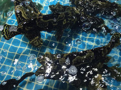 -日照海滨国家森林公园
