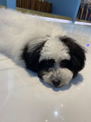 -Moni星球萌宠·小马宝莉·灵蛇·高端高阶全萌宠互动体验俱乐部(红豆国际广场店)