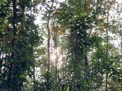 -西双版纳原始森林公园