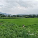 这饭也烧得太好吃了吧