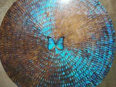 -上海昆虫博物馆