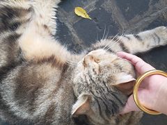 -喵屿·大理花园猫咖