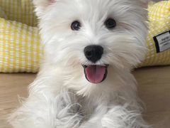 -萌宠之家·腊肠犬·马尔泰·小体犬舍