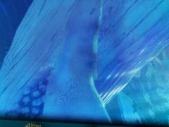 -珠海横琴长隆《卡卡虎奇遇记》