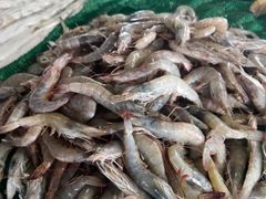 -渡海小渔村.老辈日照菜