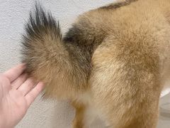 -柴务处·柴犬主题狗咖