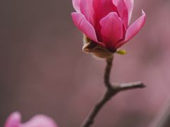 -国家植物园