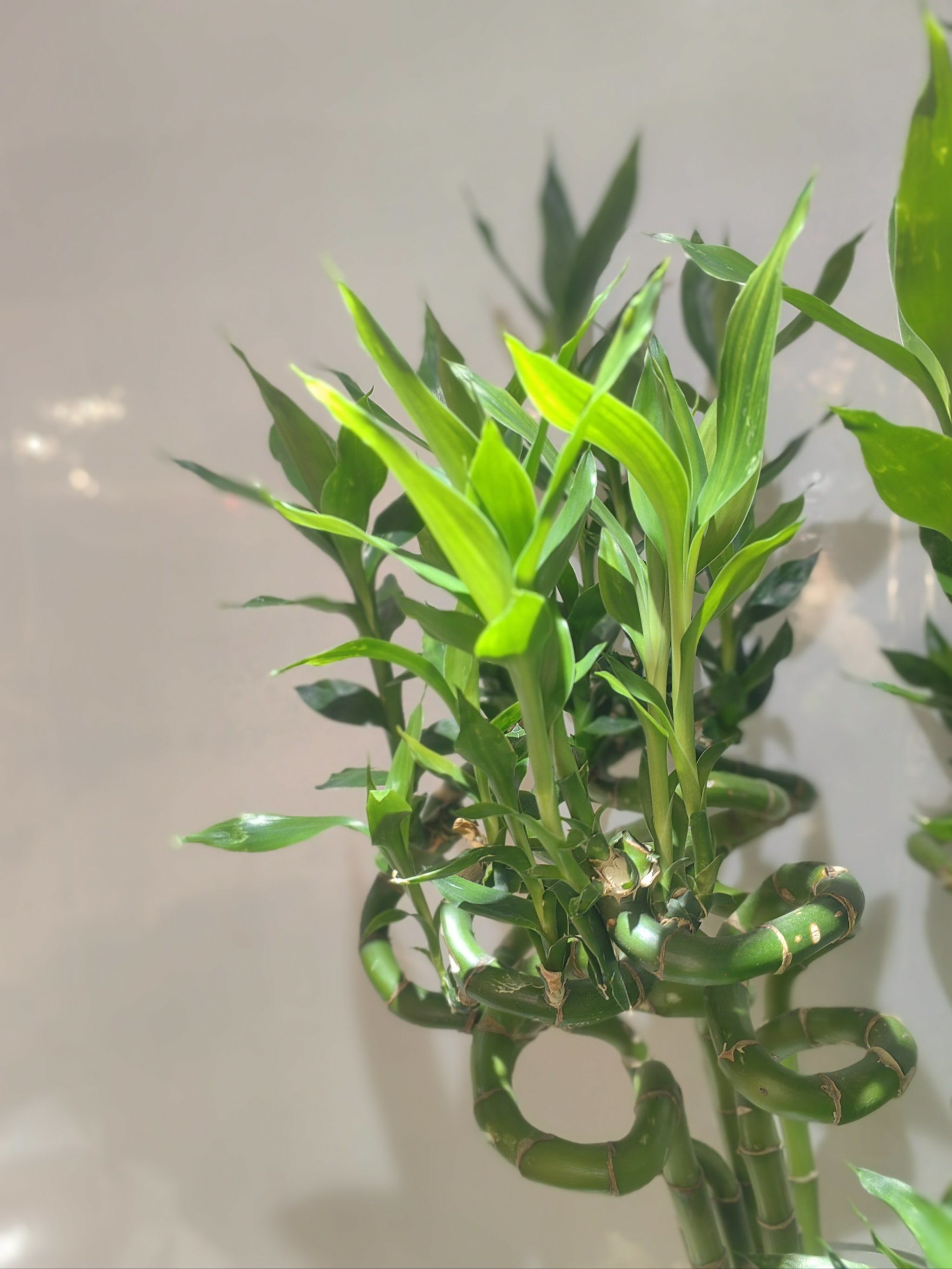 它会带给你好运