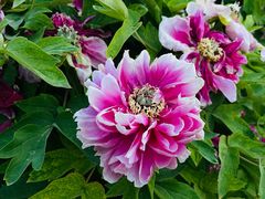 -曹州百花园