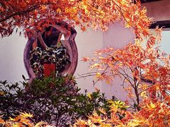 -上海醉白池公园