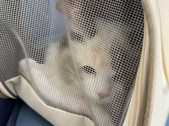 -北京观赏动物医院·24小时大型综合·猫专科·异宠专科