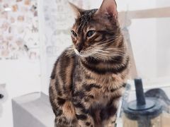 -楼上猫咖(罗湖店)