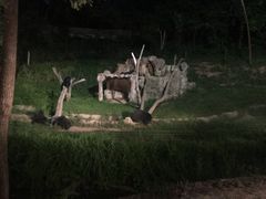 -清迈夜间动物园