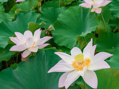 -绍兴镜湖国家城市湿地公园