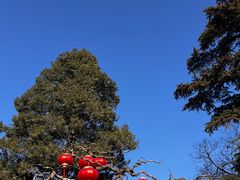 -香山公园