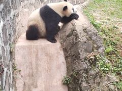 -都江堰中华大熊猫苑