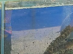 -拉威海鲜市场