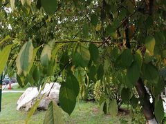 -保利·罗兰香谷