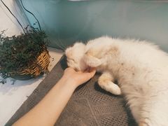-平行世界·猫咖(首经贸店)