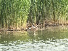 -野鸭湖国家湿地公园
