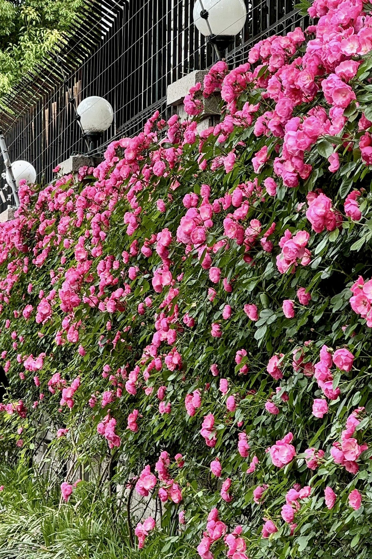 徐汇最美的花墙等你来